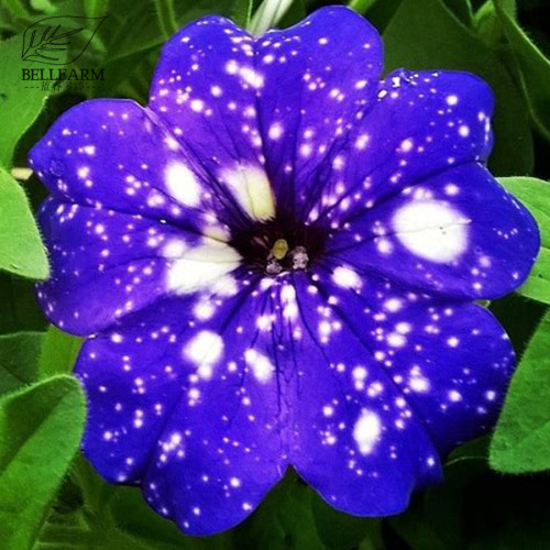 BELLFARM 200PCS Starry Sky Petunia Seeds