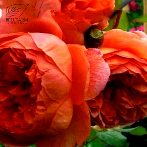 BELLFARM 10PCS Hybrid F1 Peony Seeds Orange Red & Purple Blue Double Big Blooms Flowers