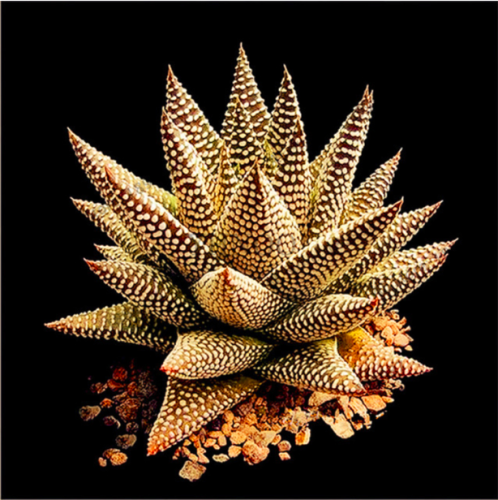 100pcs Succulents Seed Plant,Aloe Vera Seeds,Beauty Edible Cosmetic Bonsai Plants Seeds