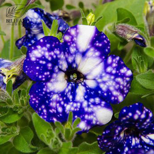 BELLFARM 200PCS Starry Sky Petunia Seeds