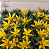 Pineapple Seeds Yellow Ornamental Leaves Bromeliad Plant Seeds 20+