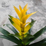 Pineapple Seeds Yellow Ornamental Leaves Bromeliad Plant Seeds 20+