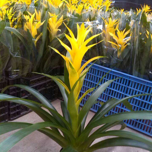 Pineapple Seeds Yellow Ornamental Leaves Bromeliad Plant Seeds 20+