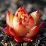 Echeveria Agavoides Seeds, E. agavoides Ebony Salitrera / Ebonyi / V La Virgin / V Multifida; V Contepec / Villa Zaragoza / Prolifera / Romeo / Corderoyi