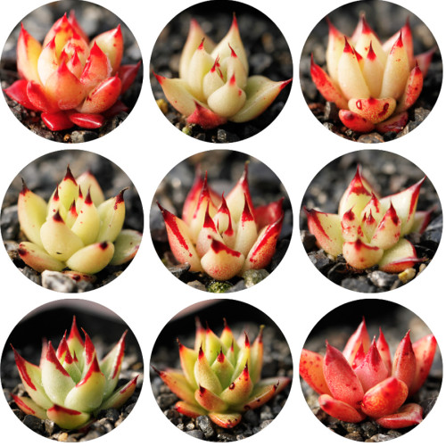 Echeveria Agavoides Seeds, E. agavoides Ebony Salitrera / Ebonyi / V La Virgin / V Multifida; V Contepec / Villa Zaragoza / Prolifera / Romeo / Corderoyi
