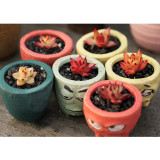 Echeveria Agavoides Seeds, E. agavoides Ebony Salitrera / Ebonyi / V La Virgin / V Multifida; V Contepec / Villa Zaragoza / Prolifera / Romeo / Corderoyi