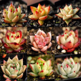 Echeveria Agavoides Seeds, E. agavoides Ebony Salitrera / Ebonyi / V La Virgin / V Multifida; V Contepec / Villa Zaragoza / Prolifera / Romeo / Corderoyi