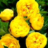 BELLFARM 10PCS Hybrid F1 Peony Seeds Orange Red & Purple Blue Double Big Blooms Flowers