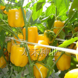 BELLFARM Giant Sweet Pepper Seeds 200PCS Rose Red Black Yellow White Capsicum Vegetables High Yield