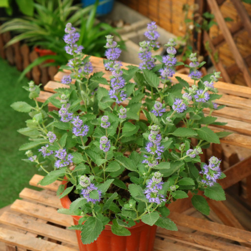 BELLFARM Agastache Rugosa 100PCS Seeds Korean Indian Mint Blue Licorice Purple Giant Hyssop