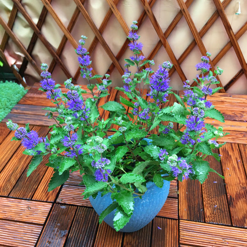 BELLFARM Agastache Rugosa 100PCS Seeds Korean Indian Mint Blue Licorice Purple Giant Hyssop