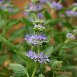 BELLFARM Agastache Rugosa 100PCS Seeds Korean Indian Mint Blue Licorice Purple Giant Hyssop