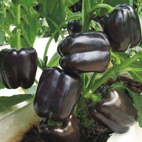BELLFARM Giant Sweet Pepper Seeds 200PCS Rose Red Black Yellow White Capsicum Vegetables High Yield