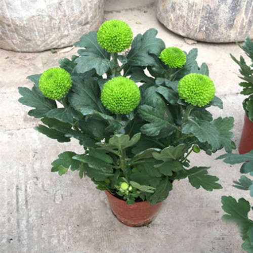 BELLFARM 150+ Bellis perennis Flowers Seeds Green Pink White Yellow Dark Red Daisy Flowers