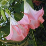 Pink Purple Yellow Red White Datura Stramonium Jimson Weed Mixed, 20 Seeds, Devil's Snare Thornapple Moon Flower E3616