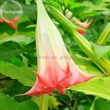 Pink Purple Yellow Red White Datura Stramonium Jimson Weed Mixed, 20 Seeds, Devil's Snare Thornapple Moon Flower E3616
