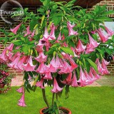 Pink Purple Yellow Red White Datura Stramonium Jimson Weed Mixed, 20 Seeds, Devil's Snare Thornapple Moon Flower E3616