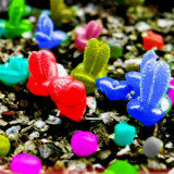 BELLFARM Monilaria Obconica Seeds Natural Hybrid Little Rabbit Succulent Plants Seeds