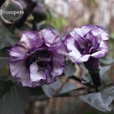 Pink Purple Yellow Red White Datura Stramonium Jimson Weed Mixed, 20 Seeds, Devil's Snare Thornapple Moon Flower E3616