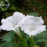 Pink Purple Yellow Red White Datura Stramonium Jimson Weed Mixed, 20 Seeds, Devil's Snare Thornapple Moon Flower E3616