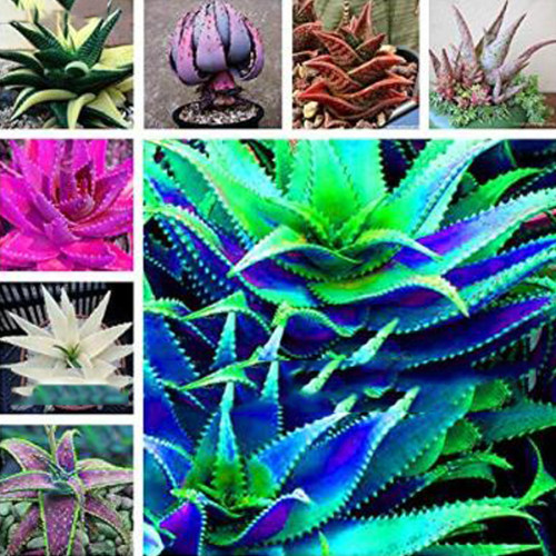 Mixed Aloe Seeds 100PCS