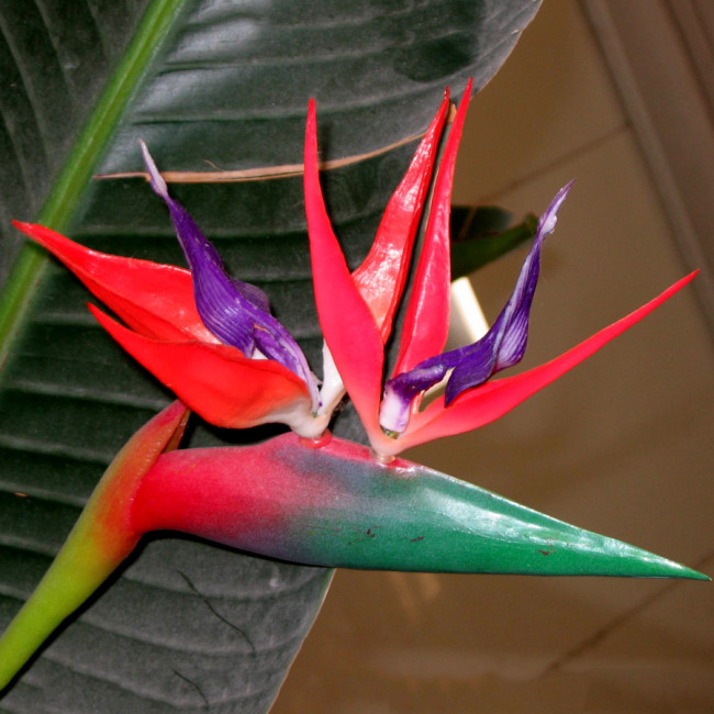 BELLFARM Strelitzia Reginae Seeds Red Crane Flower Bird of Paradise Flowers