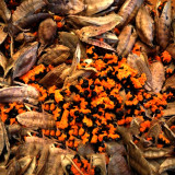BELLFARM Strelitzia Reginae Seeds Red Crane Flower Bird of Paradise Flowers