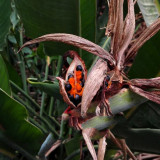 BELLFARM Strelitzia Reginae Seeds Red Crane Flower Bird of Paradise Flowers