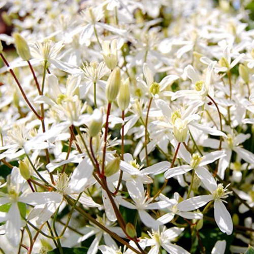 Sweet Autumn Clematic Seeds 100PCS