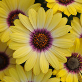 BELLFARM 'Blue-eyed Beauty' African Daisy Seeds Fantastic Annual Gerbera jamesonii Flowers
