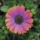 BELLFARM 'Copper Amethyst' African Daisies Seeds Must-Grow Gorgeous Fantastic Gerbera jamesonii