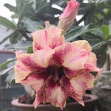 BELLFARM Desert Rose Seeds Golden Blood Red Double Petals with Red Stripe Flower Seeds 6-Layer Adenium obesum