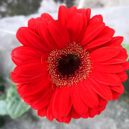 BELLFARM Gerbera Red African Transvaal Daisy Seeds