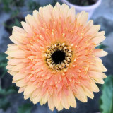 BELLFARM Light Orange African Gerbera Jamesonii Transvaal Daisy Seeds