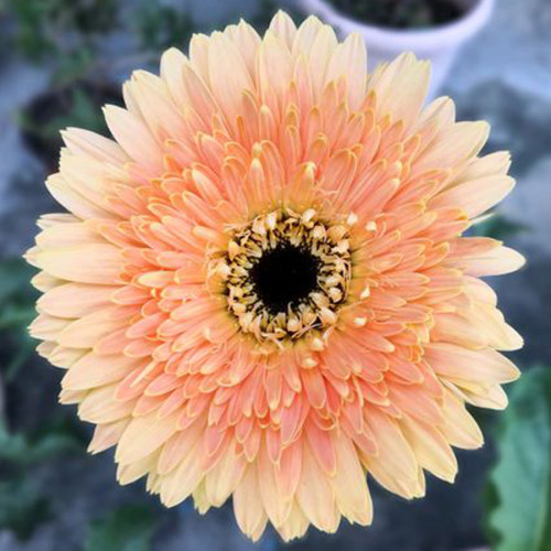BELLFARM Light Orange African Gerbera Jamesonii Transvaal Daisy Seeds