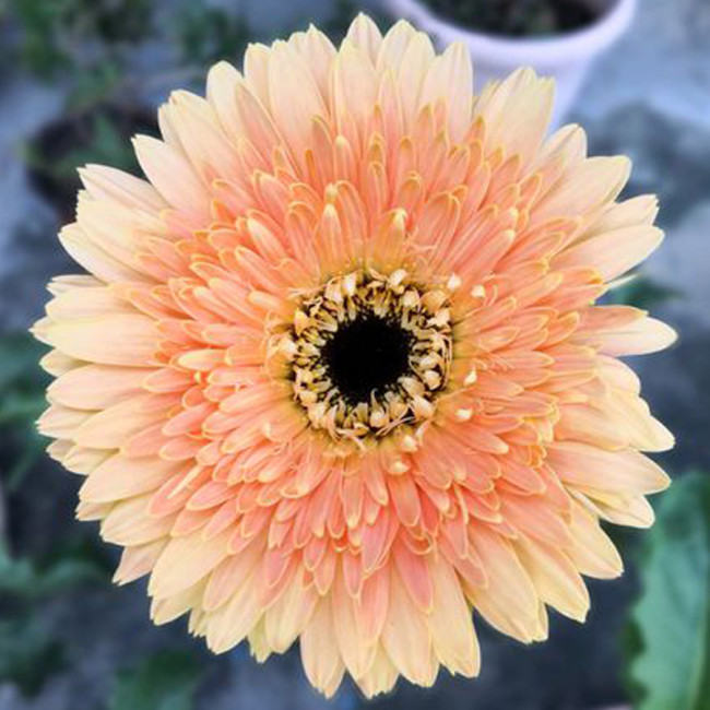 BELLFARM Light Orange African Gerbera Jamesonii Transvaal Daisy Seeds