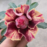 BELLFARM Desert Rose Seeds Golden Blood Red Double Petals with Red Stripe Flower Seeds 6-Layer Adenium obesum