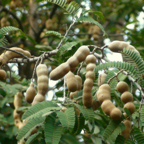 BELLFARM Tamarind Seeds Sweet Indian Date Makam Dwarf (Dwarf Tamarindus indica)  DL486C