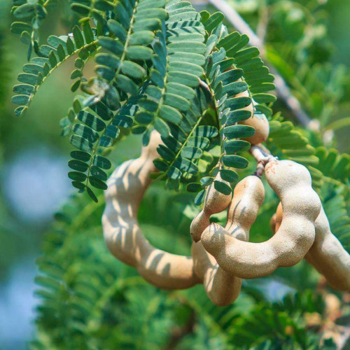 BELLFARM Tamarind Seeds Sweet Indian Date Makam Dwarf (Dwarf Tamarindus indica)  DL486C