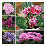 50PCS African Violet Seeds Mixed 5 Varieties Saintpaulia ionantha
