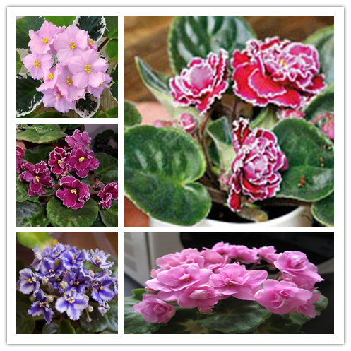 50PCS African Violet Seeds Mixed 5 Varieties Saintpaulia ionantha