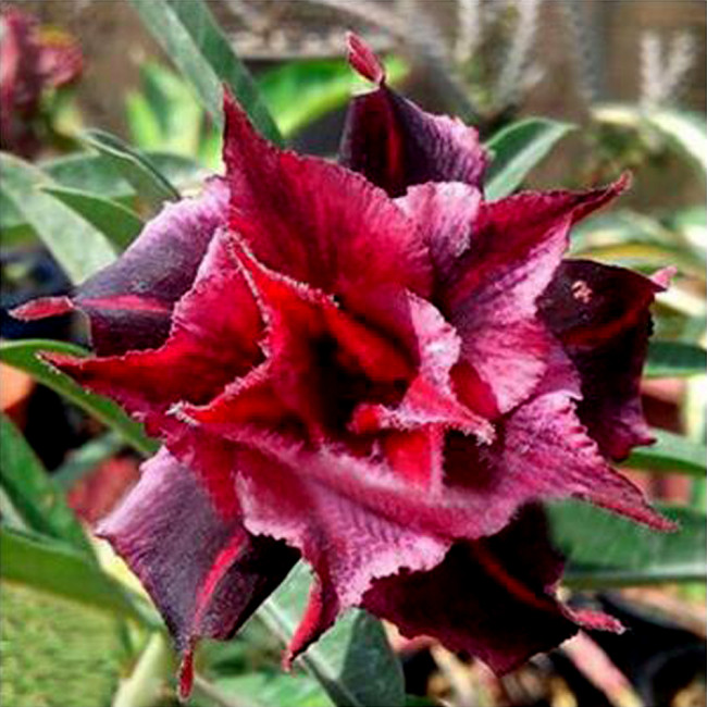 BELLFARM 20PCS Adenium Desert Rose Seeds 5-Layer Black Dark Red Petals with Long Flower Tails