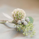 3PCS Scabiosa stellata Seeds Starflower Pincushions Can be used as Cut Flowers