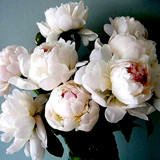 BELLFARM Peony Seeds Sorbet Robust Cream White Yellow Double Flowers