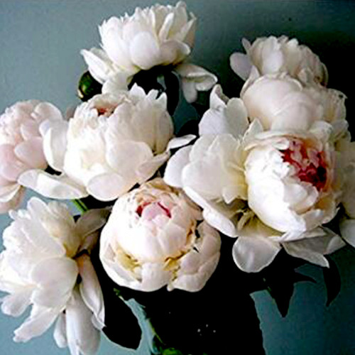 BELLFARM Peony Seeds Sorbet Robust Cream White Yellow Double Flowers