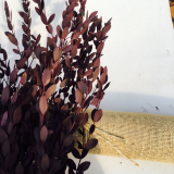 Eucalyptus globules Labill Seeds 'Salix Leaf'