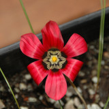 Rare Romulea amoena Seeds South African Crocus Seeds Carmine Red Flowers