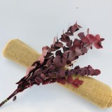 Eucalyptus globules Labill Seeds 'Salix Leaf'