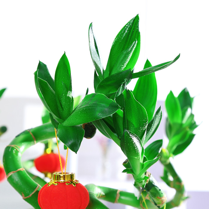 3 snake's tongue plant Full Size Green Snake Plant (Zeylanica) main image 0
