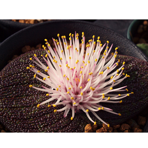 Massonia pustulata Seeds Purple Succulent 100% Right Variety Blistered Massonia